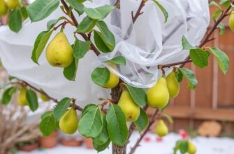 Как укрыть грушу на зиму и защитить от морозов: практическое руководство для садовода