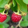 Малина: как размножать корневыми отпрысками — практическое руководство для дачника