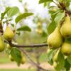 Ошибки при обрезке груши и как их избежать: практичное руководство для реального садовода