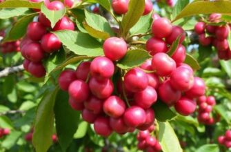 Вишня: правильное формирование кроны для стабильного плодоношения