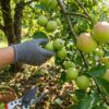 Яблоня: как увеличить размер плодов — что реально работает в саду