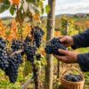 Виноград для холодного климата: какие сорта реально работают и как не ошибиться с выбором