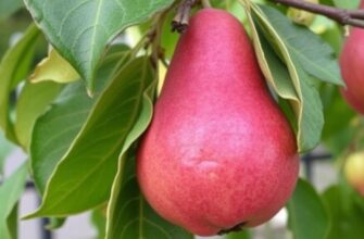 Груша для Сибири: проверенные морозостойкие сорта