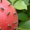 Тля на плодовых деревьях: как избавиться без химии — практичный гид для сада и огорода