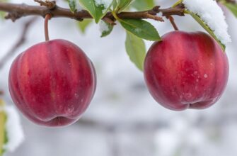 Слива зимой: как защитить кору и корневую систему — практичный план действий