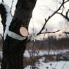 Как проверить зимующие прививки и спасти дерево: практическое руководство